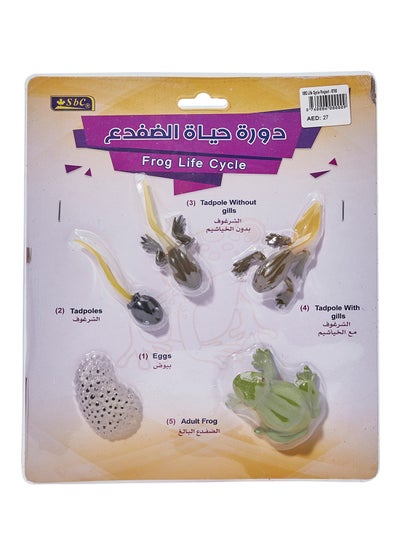 Buy Frog Life Cycle Green/Brown/Yellow in UAE