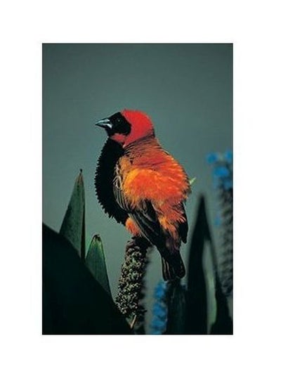 Buy Decorative Wall Poster Multicolour 45 X31cm in Egypt