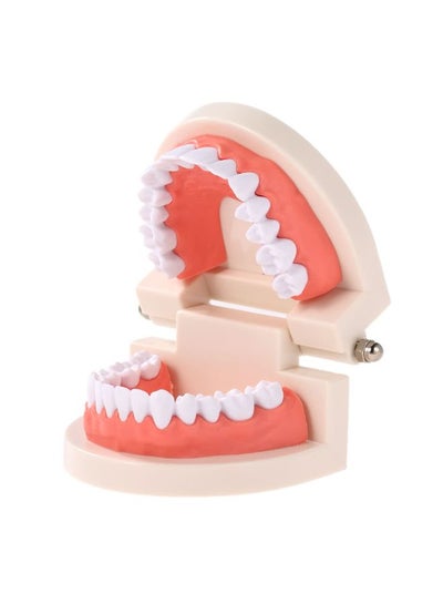 Buy Dental Teeth Model Multicolour in UAE