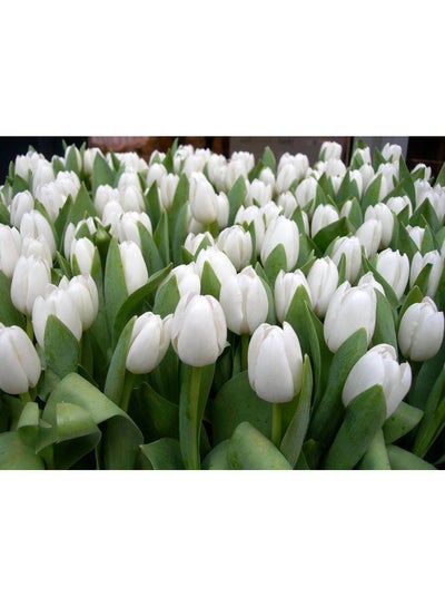 Buy Tulips Printed Self Adhesive Wall Sticker White/Green 140x105cm in Egypt