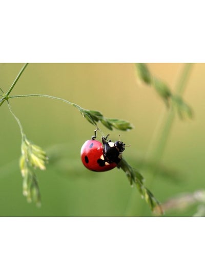 Buy Ladybug Themed Self Adhesive Wall Sticker Multicolour 160x120cm in Egypt