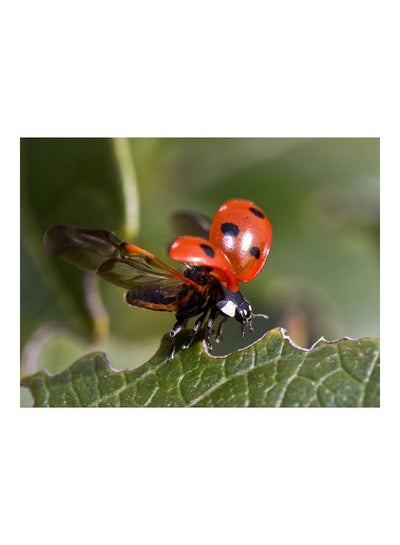 Buy Ladybug Printed Self Adhesive Wall Sticker Green/Red/Black 60x45cm in Egypt