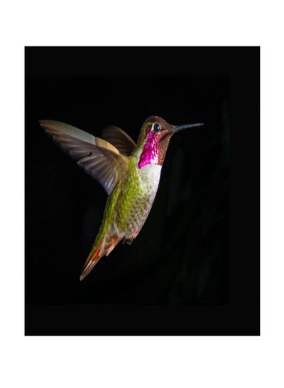 Buy Hummingbirds Vinyl Self Adhesive Wall Sticker Multicolor 80x60cm in Egypt