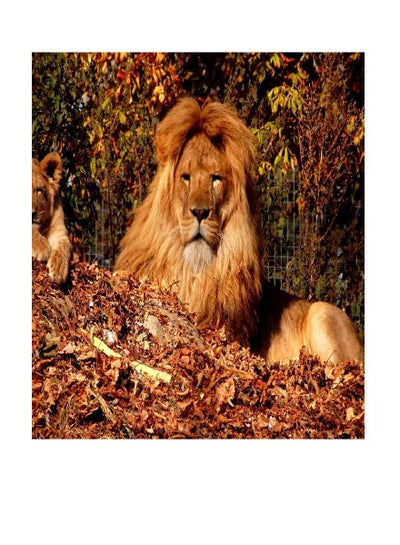 Buy Lion Vinyl Self Adhesive Wall Sticker Multicolor 80x60cm in Egypt