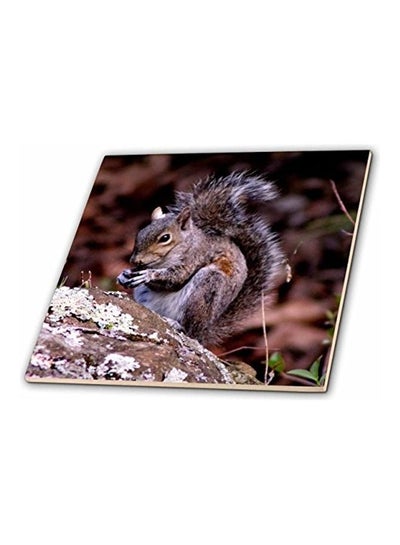 A Squirrel Enjoying His Meal Ceramic Tile Multicolour 8 x 8inch price ...